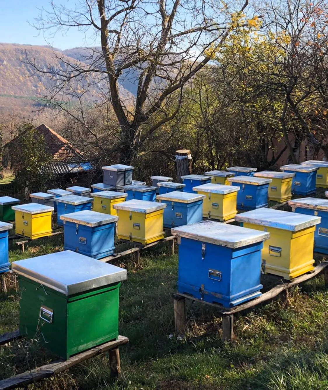 Pčelarstvo, košnice, foto: M.M.