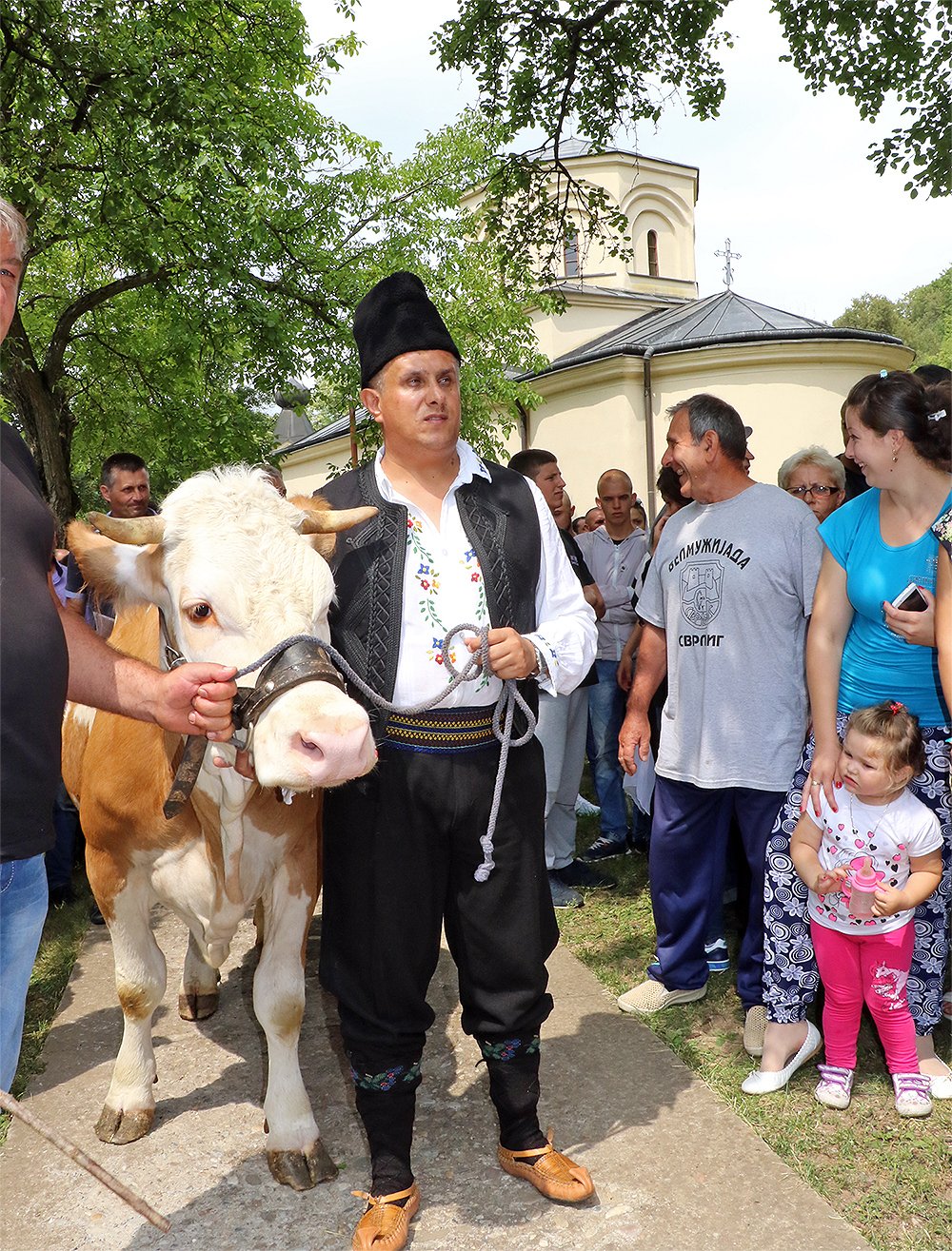 Milija Miletić dovodi kravu u Manastir