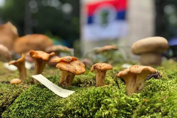 ,,Dani gljiva, lekovitog bilja i šumskih plodova''