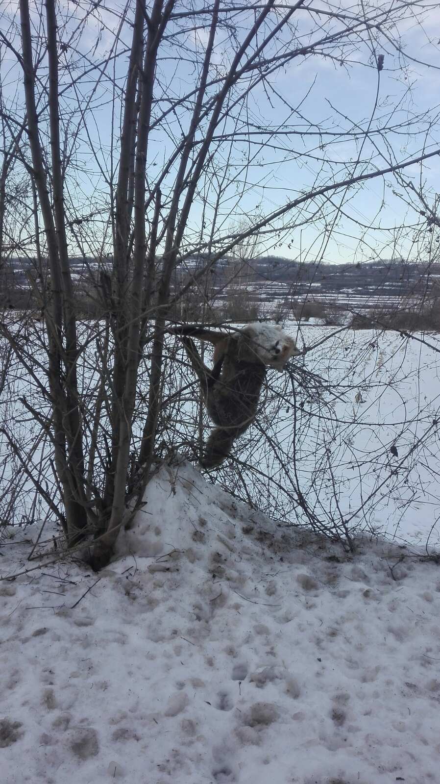 Lisica se umrsila u šiblje pa promrzla? 1 Lisica, foto: D.D.