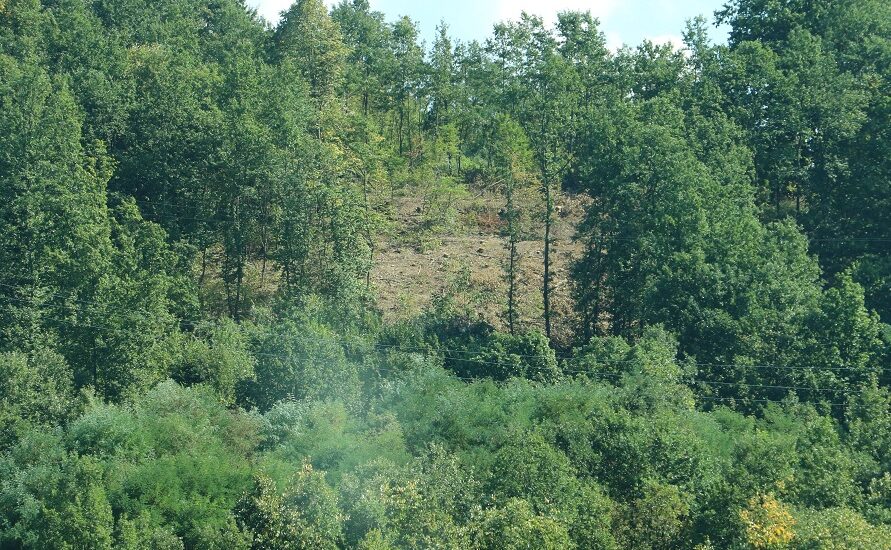 Seča šuma u svrljiškom kraju, foto: Redakcija