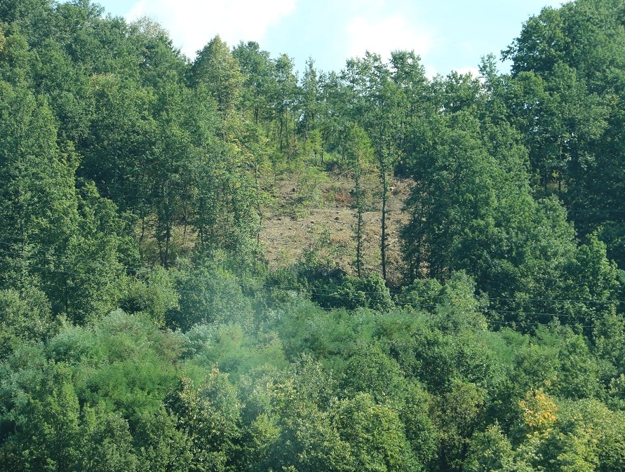 Seča šuma u svrljiškom kraju, foto: Redakcija