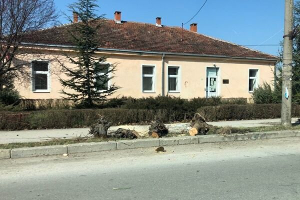 Posečena stabla, foto: Svrljiške novine