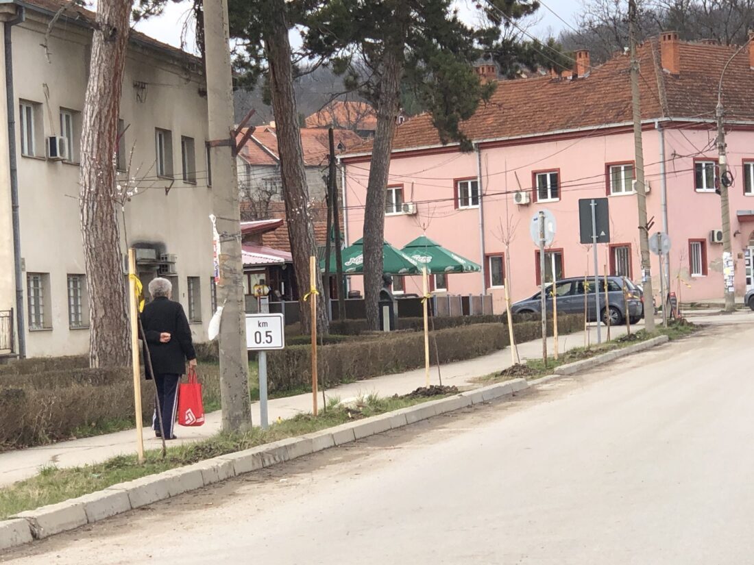 Novi drvored, foto: Svrljiške novine