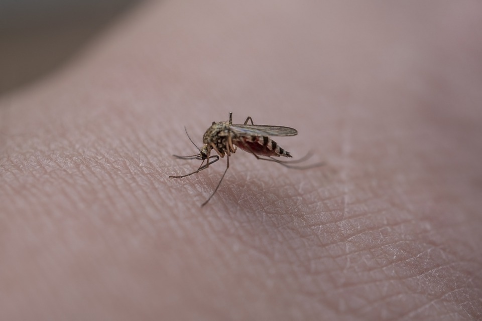 Ilustracija, komarac, foto: Miku Aalto, pixabay