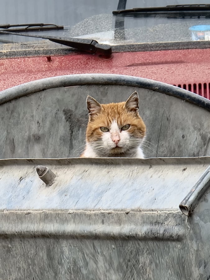 Mačak u kontejneru, foto: M.M. / Svrljiške novine