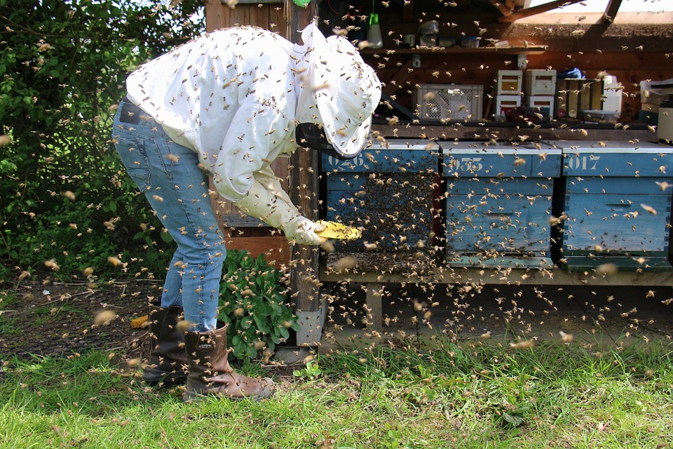 Pčelar, ilustracija, autor: Janet Van Ommeren, pixabay.com / ilustracija