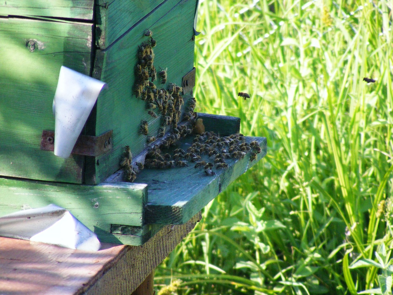 Pčele, ilustracija, foto: Pixabay.com