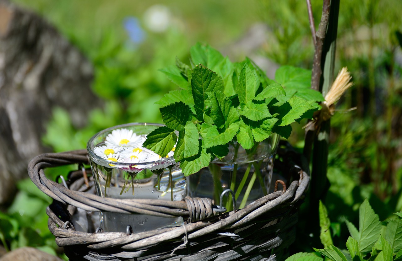 Bilje, ilustracija, foto: pixabay.com