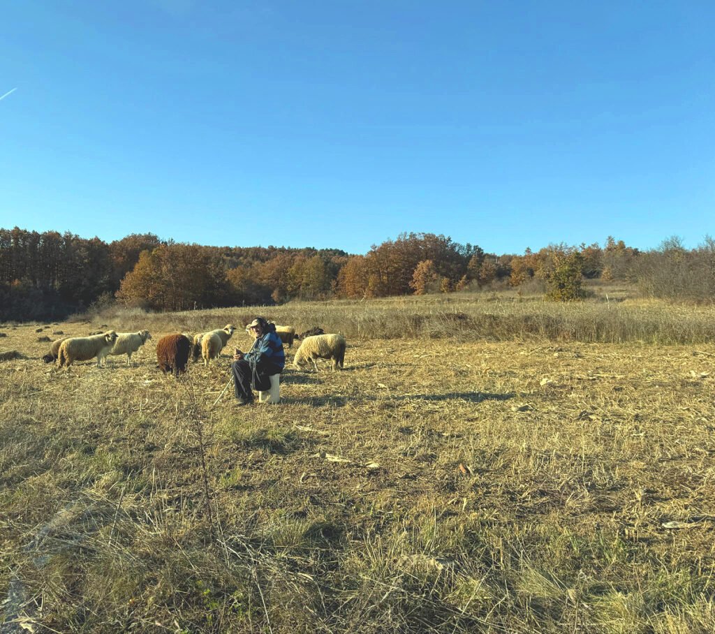 Poljoprivreda, stočarstvo, foto: Svrljiške novine