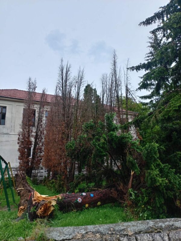 Nevreme napravilo štetu u Lalincu: Stablo palo u dvorištu škole 1 Nevreme nanelo štetu, foto: Meštani sela Lalinac