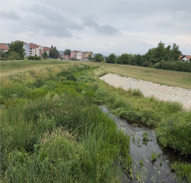 Svrljiški Timok zarastao u rastinje – na pojedinim mestima reka se gotovo i ne vidi 1 Korito Svrljiškog Timoka, foto: Svrljiške novine